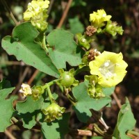 Merremia hederacea (Burm.f.) Hallier f.